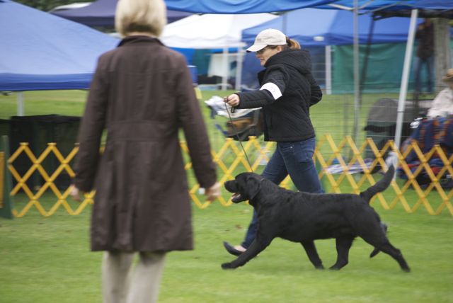 golden gate labrador retriever club golden gate labrador retriever club gglrc specialty golden gate labrador retriever club golden gate labrador retriever club gglrc specialty