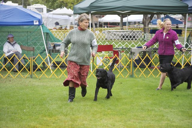 golden gate labrador retriever club golden gate labrador retriever club gglrc specialty golden gate labrador retriever club golden gate labrador retriever club gglrc specialty
