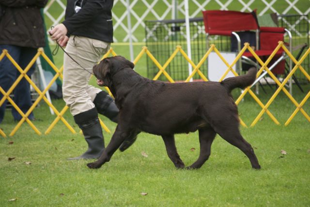 golden gate labrador retriever club golden gate labrador retriever club gglrc specialty golden gate labrador retriever club golden gate labrador retriever club gglrc specialty