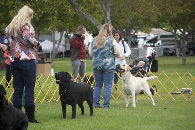 golden gate labrador retriever club golden gate labrador retriever club gglrc specialty golden gate labrador retriever club golden gate labrador retriever club gglrc specialty