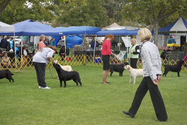 golden gate labrador retriever club golden gate labrador retriever club gglrc specialty golden gate labrador retriever club golden gate labrador retriever club gglrc specialty