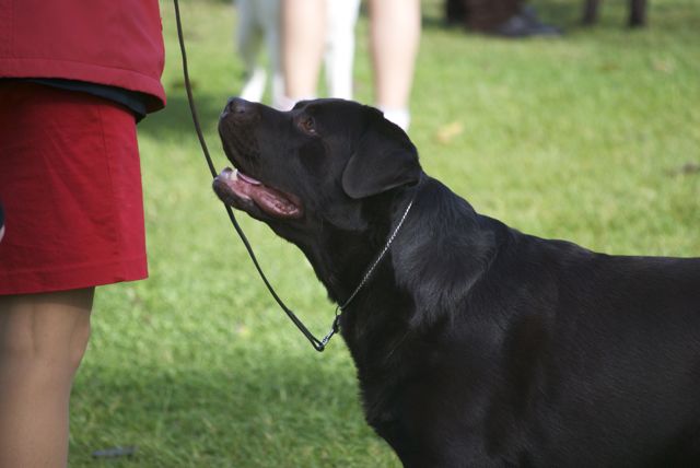 golden gate labrador retriever club golden gate labrador retriever club gglrc specialty golden gate labrador retriever club golden gate labrador retriever club gglrc specialty