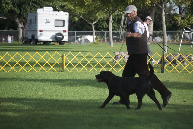 golden gate labrador retriever club golden gate labrador retriever club gglrc specialty golden gate labrador retriever club golden gate labrador retriever club gglrc specialty