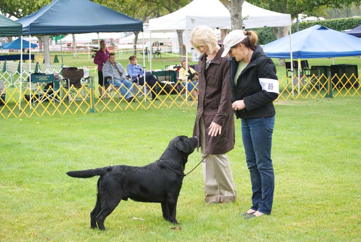 golden gate labrador retriever club golden gate labrador retriever club gglrc specialty golden gate labrador retriever club golden gate labrador retriever club gglrc specialty