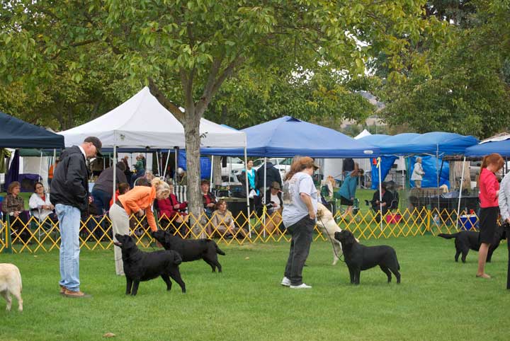 golden gate labrador retriever club golden gate labrador retriever club gglrc specialty golden gate labrador retriever club golden gate labrador retriever club gglrc specialty