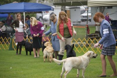 golden gate labrador retriever club golden gate labrador retriever club gglrc specialty golden gate labrador retriever club golden gate labrador retriever club gglrc specialty