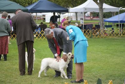 golden gate labrador retriever club golden gate labrador retriever club gglrc specialty golden gate labrador retriever club golden gate labrador retriever club gglrc specialty