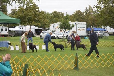 golden gate labrador retriever club golden gate labrador retriever club gglrc specialty golden gate labrador retriever club golden gate labrador retriever club gglrc specialty