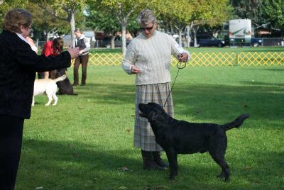 golden gate labrador retriever club golden gate labrador retriever club gglrc specialty golden gate labrador retriever club golden gate labrador retriever club gglrc specialty